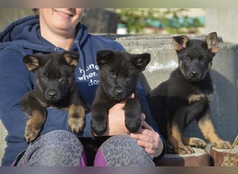 Dt. Schäferhundwelpen aus 100% DDR-Blutlinien mit roten SV/VDH Papieren.