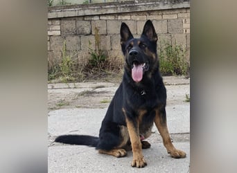 Dt. Schäferhundwelpen aus 100% DDR-Blutlinien mit roten SV/VDH Papieren.