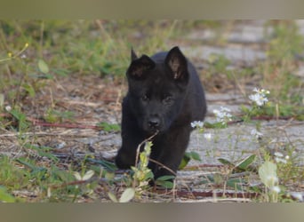 Dt. Schäferhundwelpen aus 100% DDR-Blutlinien mit roten SV/VDH Papieren.