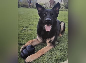 Deutscher Schäferhund