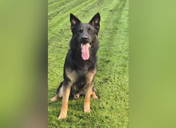 Deutscher Schäferhund