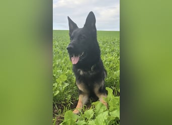 Deutscher Schäferhund