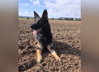 Deutscher Schäferhund