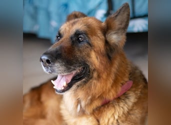 Argo - ruhig, geduldig, liebevoll -  wer schenkt ihm einen Platz in seinem Herzen? ?