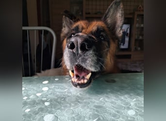 Argo - ruhig, geduldig, liebevoll -  wer schenkt ihm einen Platz in seinem Herzen? ?