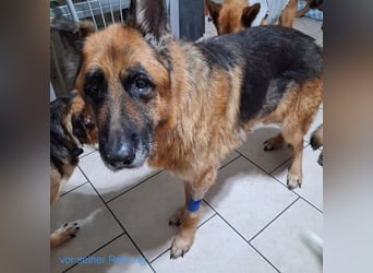 Argo - ruhig, geduldig, liebevoll -  wer schenkt ihm einen Platz in seinem Herzen? ?