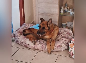 Argo - ruhig, geduldig, liebevoll -  wer schenkt ihm einen Platz in seinem Herzen? ?