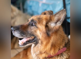 Argo - ruhig, geduldig, liebevoll -  wer schenkt ihm einen Platz in seinem Herzen? ?