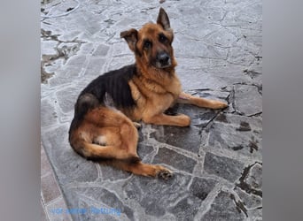 Argo - ruhig, geduldig, liebevoll -  wer schenkt ihm einen Platz in seinem Herzen? ?