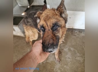 Argo - ruhig, geduldig, liebevoll -  wer schenkt ihm einen Platz in seinem Herzen? ?