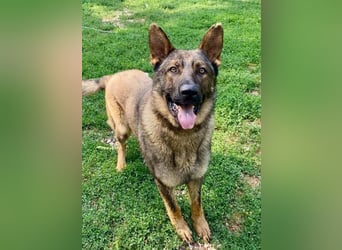 Powerpakt ZERO 2 J. deut. Schäferhund sucht Sportbegeisterte Menschen