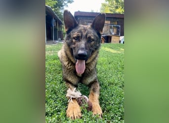 Powerpakt ZERO 2 J. deut. Schäferhund sucht Sportbegeisterte Menschen