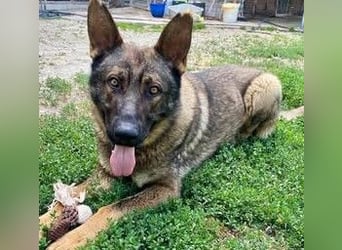 Powerpakt ZERO 2 J. deut. Schäferhund sucht Sportbegeisterte Menschen