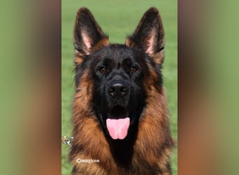 Schäferhund Rüde Langstockhaar