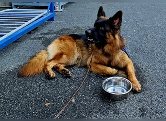Schäferhund Rüde Langstockhaar