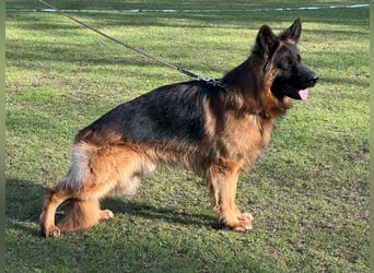 Schäferhund Rüde Langstockhaar