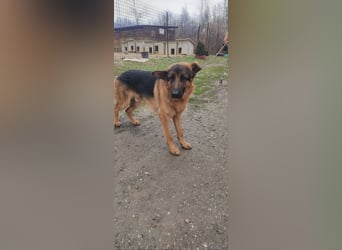 Konti - loyale und feine Seele