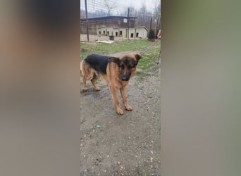 Konti - loyale und feine Seele