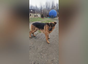 Konti - loyale und feine Seele