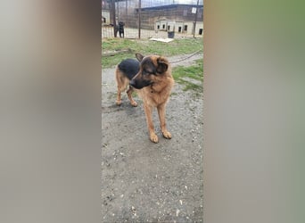 Konti - loyale und feine Seele