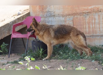 Herzensdame BLANCA wartet auf DICH