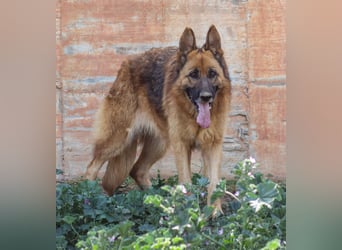 Herzensdame BLANCA wartet auf DICH