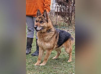 Schäfi-Rüde Thomas ❤️ intelligenter + lieber Einzelprinz