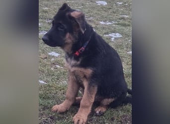 Deutsche Schäferhund Welpen mit Papiere.