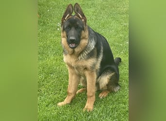 Deutscher Schäferhund Welpe mit Papiere