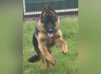 Deutscher Schäferhund Welpe mit Papiere