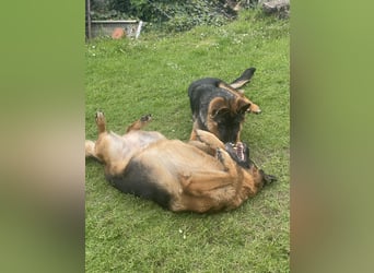Deutscher Schäferhund Welpe mit Papiere