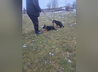 Deutsche Schäferhund Welpen mit Papiere.