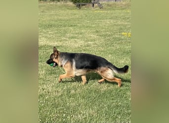 Deutscher Schäferhund Welpe mit Papiere