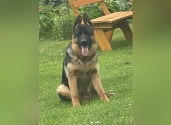 Deutscher Schäferhund Welpe mit Papiere