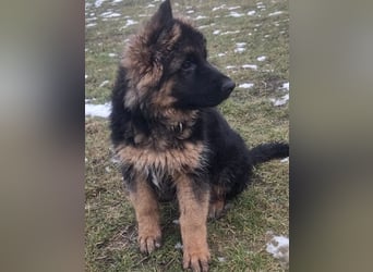 Deutsche Schäferhund Welpen mit Papiere.