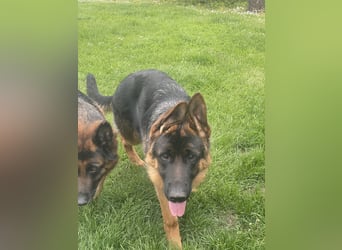 Deutscher Schäferhund Welpe mit Papiere