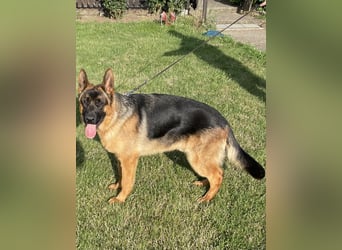 Deutscher Schäferhund Welpe mit Papiere