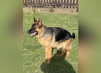 Deutscher Schäferhund Welpe mit Papiere