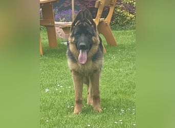 Deutscher Schäferhund Welpe mit Papiere