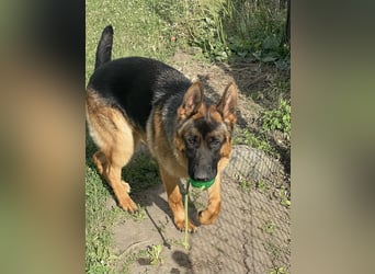 Deutscher Schäferhund Welpe mit Papiere