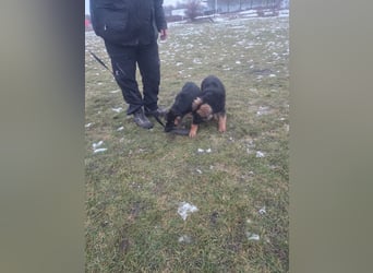 Deutsche Schäferhund Welpen mit Papiere.