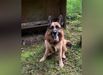 Maxl - Zuhause gesucht (Vermittlungshilfe)