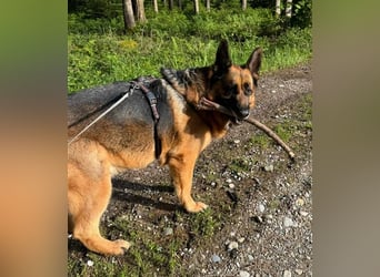 Maxl - Zuhause gesucht (Vermittlungshilfe)