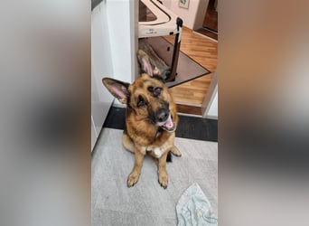 Maxl - Zuhause gesucht (Vermittlungshilfe)