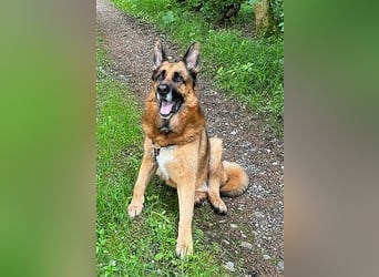 Maxl - Zuhause gesucht (Vermittlungshilfe)