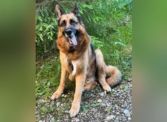 Maxl - Zuhause gesucht (Vermittlungshilfe)