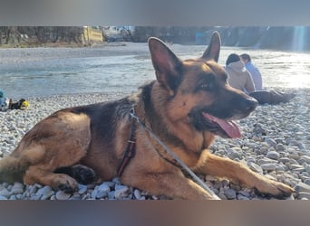 Maxl - Zuhause gesucht (Vermittlungshilfe)