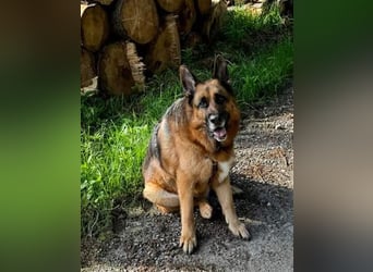 Maxl - Zuhause gesucht (Vermittlungshilfe)