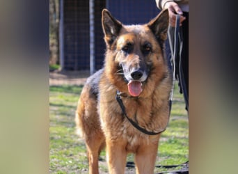 Rex sucht Schäferhund Fans!