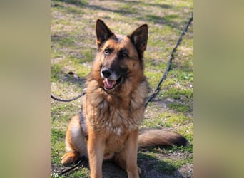 Rex sucht Schäferhund Fans!